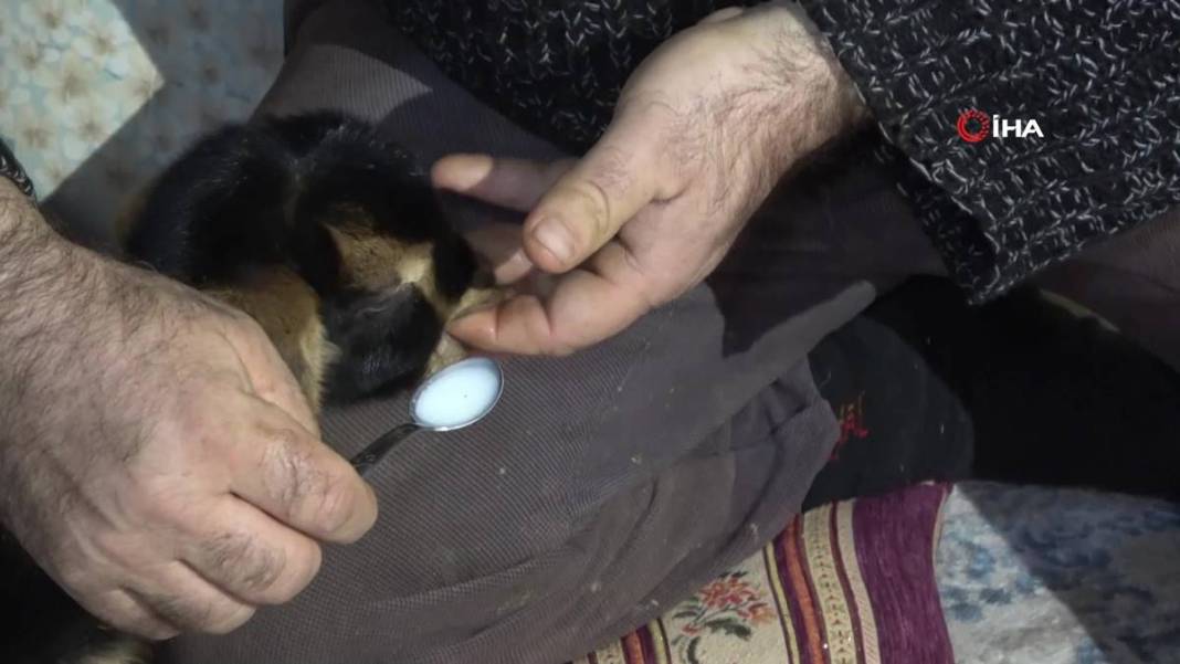 Görenler gözlerine inanamıyor: Tam 3 adet...! Görmek için civar köylerden geliyorlar 11